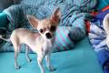 Chihuahua rüde 1jahr