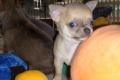 Chihuahua Rüde Joker sucht seine Traumfamilie