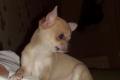 Chihuahua Rüde Joker sucht seine Traumfamilie