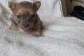 Chihuahua welpe weiblich