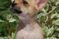 Chihuahua Welpen mit Stammbaum