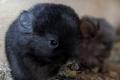 Chinchilla Babys versch. Farben in Rpa Rpat suchen ein Zuhause