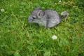 Chinchilla Weibchen