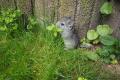 Chinchilla Weibchen