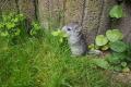 Chinchilla Weibchen