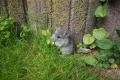 Chinchilla Weibchen
