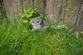 Chinchilla Weibchen