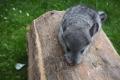 Chinchilla Weibchen