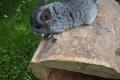 Chinchilla Weibchen