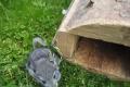 Chinchilla Weibchen