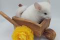 Chinchilla Weibchen Apricot abzugeben,