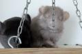 Chinchillababys Angora + Angoraträger suchen ein schönes Zuhause