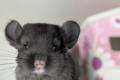 Chinchillababys Angora + Angoraträger suchen ein 
