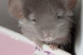 Chinchillababys Angora + Angoraträger suchen ein 