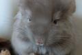 Chinchillababys Angora + Angoraträger suchen ein 