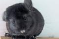Chinchillababys Angora + Angoraträger suchen ein 