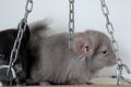 Chinchillababys Angora + Angoraträger suchen ein 