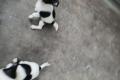 Chiwawa in Liebe volle Hände abzugeben