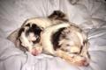 Collie Welpen - Blue Merle