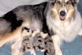 Collie Welpen - Blue Merle