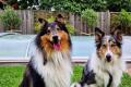 Collie Welpen - Blue Merle