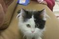 cute little persian kitten