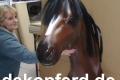 Deko Pferd Kopf lebensgroß mit Kunsthaarmähne inkl. Wandhalterung