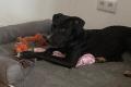 Dolly, a.d.Tierschutz, sucht liebes Zuhause