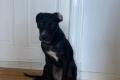 Dolly, a.d.Tierschutz, sucht liebes Zuhause