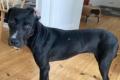Dolly, a.d.Tierschutz, sucht liebes Zuhause