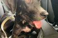 Dolly, a.d.Tierschutz, sucht liebes Zuhause