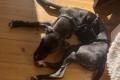Dolly, a.d.Tierschutz, sucht liebes Zuhause