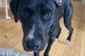 Dolly, a.d.Tierschutz, sucht liebes Zuhause