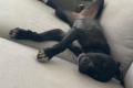 Dolly, a.d.Tierschutz, sucht liebes Zuhause