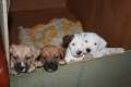 Drei 10 Wochen alte gesunde American Bulldog Welpen in liebevolle