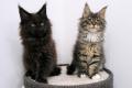 Drei klassische Maine Coon Kitten mit Stammbaum.