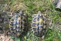 Drei Landschildkr&ouml;ten zu vergeben