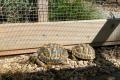 Drei Landschildkröten zu vergeben