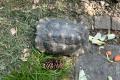 Drei Landschildkröten zu vergeben