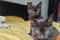 drei reinrassige braune BKH Kitten