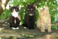 Drei süße Katzenkinder suchen liebevolles Zuhause