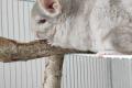 Dringend Chinchillas abzugeben