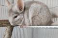 Dringend Chinchillas abzugeben