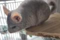 Dringend Chinchillas abzugeben