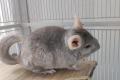 Dringend Chinchillas abzugeben