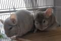 Dringend Chinchillas abzugeben