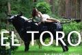 El Toro - Deko Stier lebenmsgross