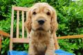 Englisch Cocker Spaniel Welpe rotbraun