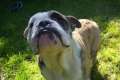 Englische Bulldogge, Rüde, 8 Monate, m.Papiueren abzugeben
