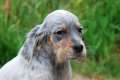English Setter ohne Papiere Welpe